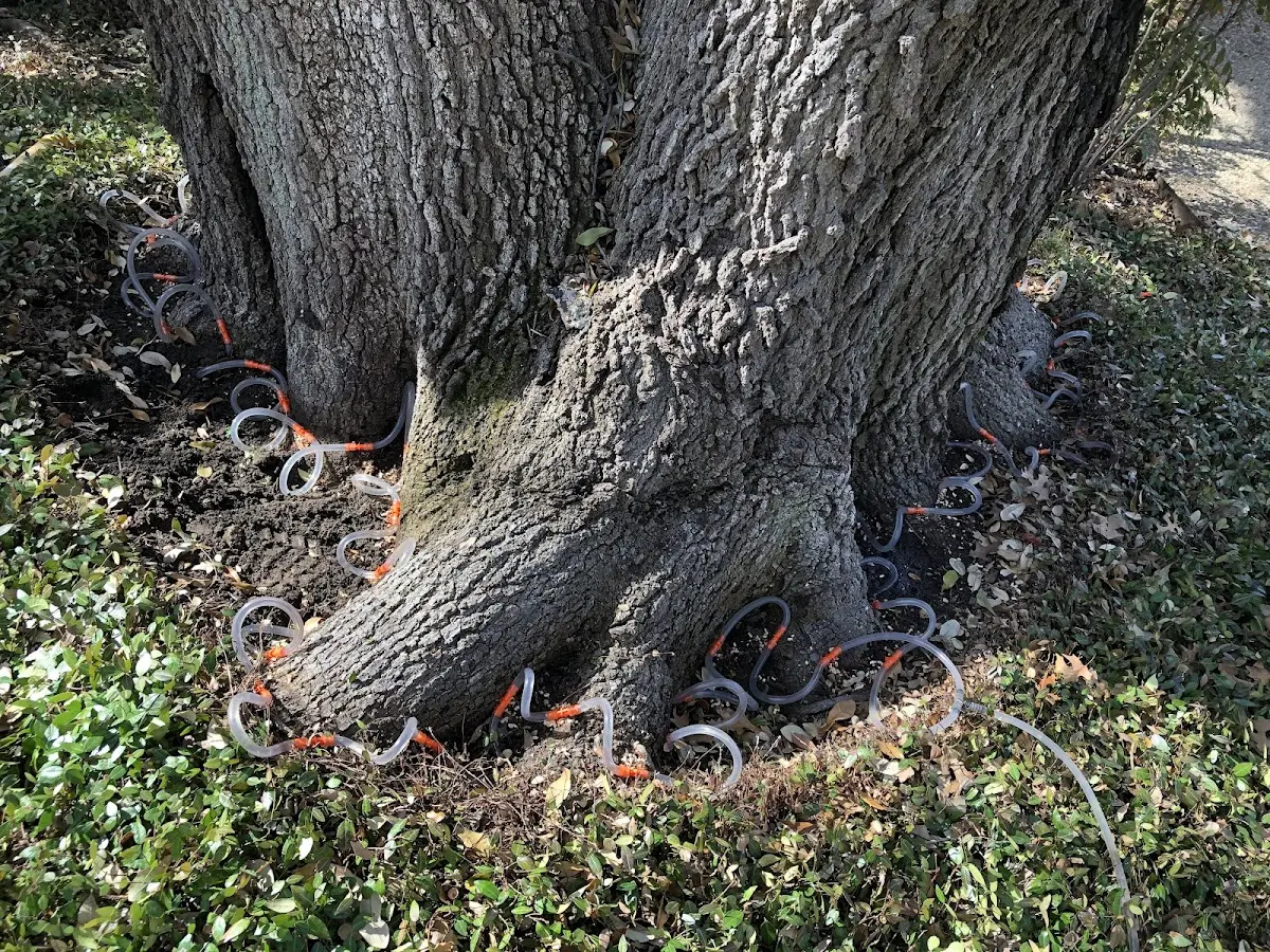 Detailed Tree Cabling and Bracing job site in Noorvik
